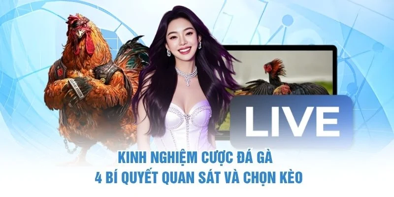 Kinh Nghiệm Cược Đá Gà – 4 Bí Quyết Quan Sát Và Chọn Kèo